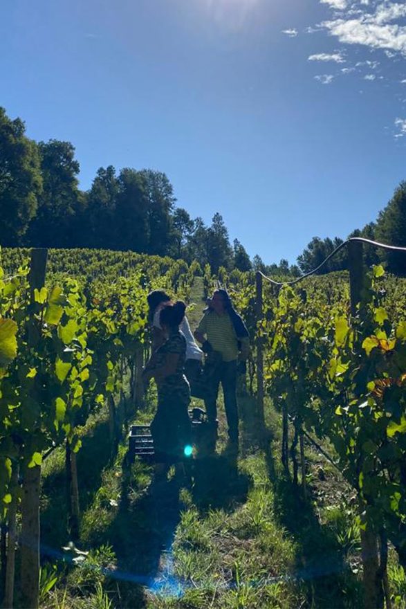 vina-aires-de-menetue8