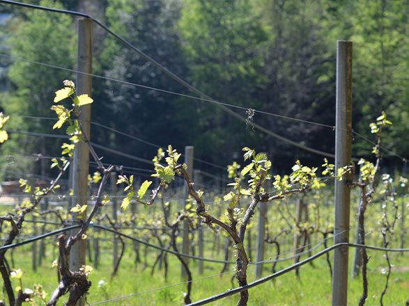 vina-aires-de-menetue9f